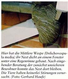 Mittlere Wespe